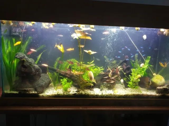 Aquário e equipamentos | Leia a descrição. - Foto 6