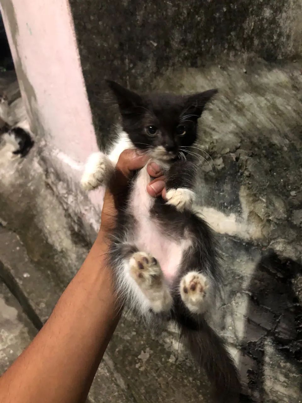Gatinhas para adoção 