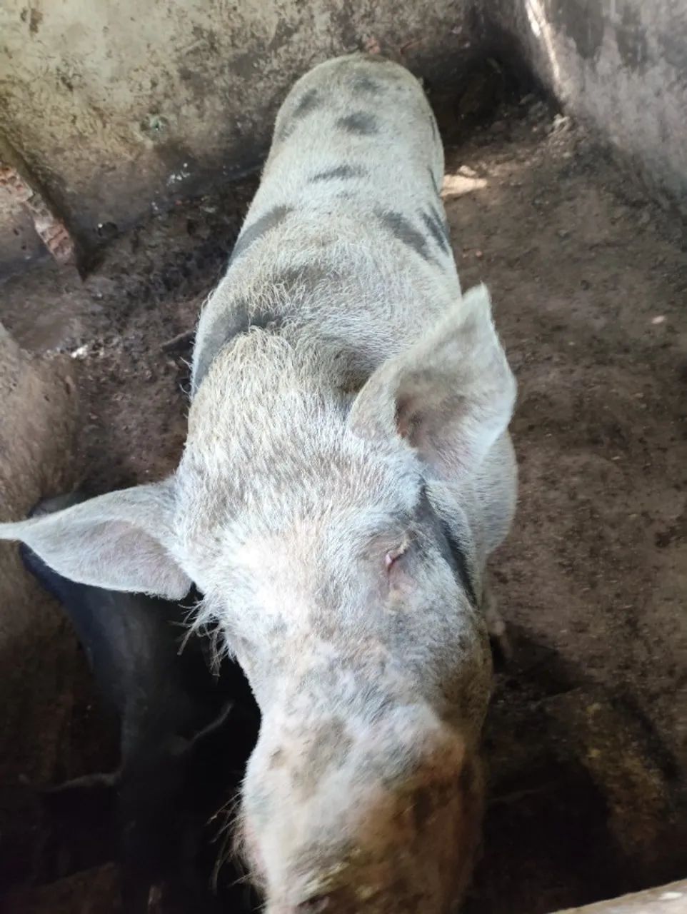 Porco  - Foto 2