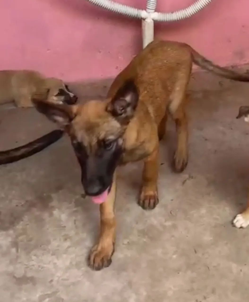 Pastor belga malinois 