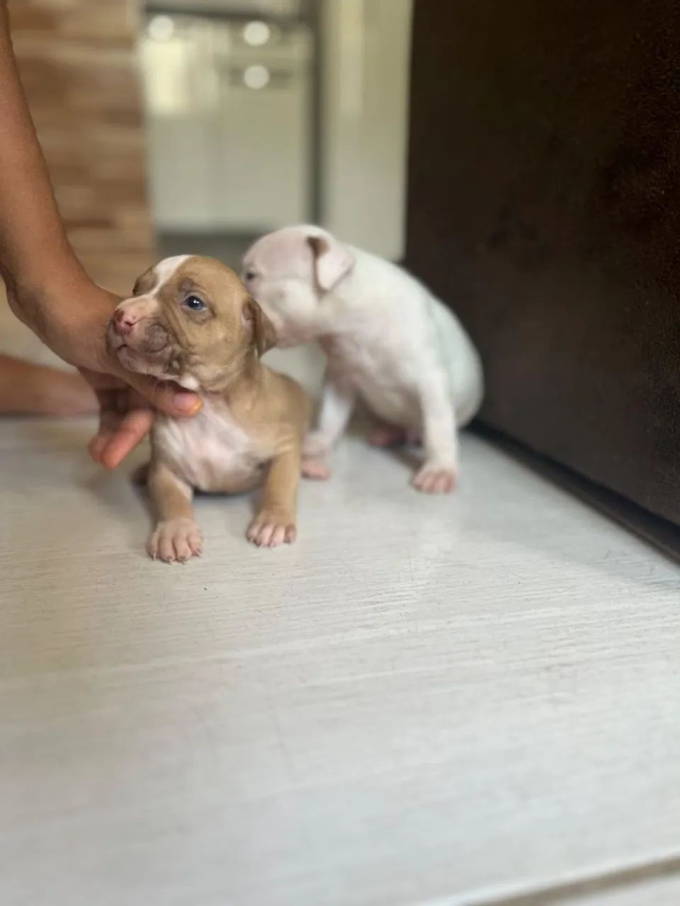 Vendo filhotes de Pitmoster  - Foto 3