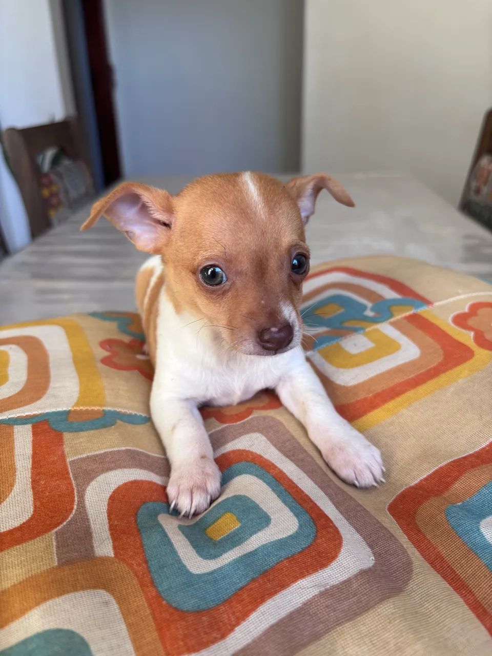 Vendo Pinscher  - Foto 2