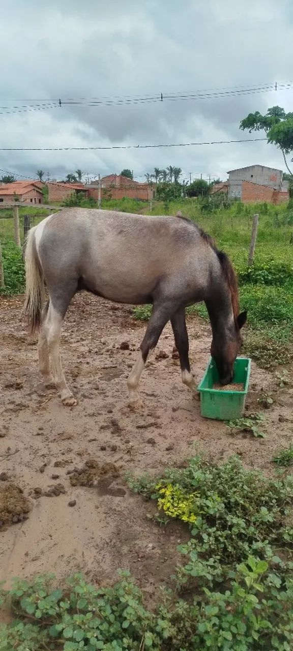 Potro mestiço - Foto 5