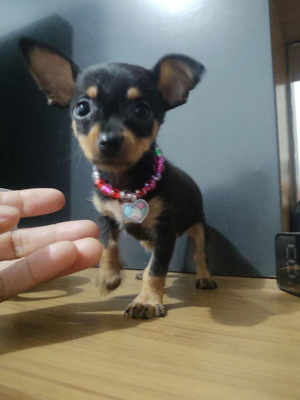 Pinscher  - Foto 2