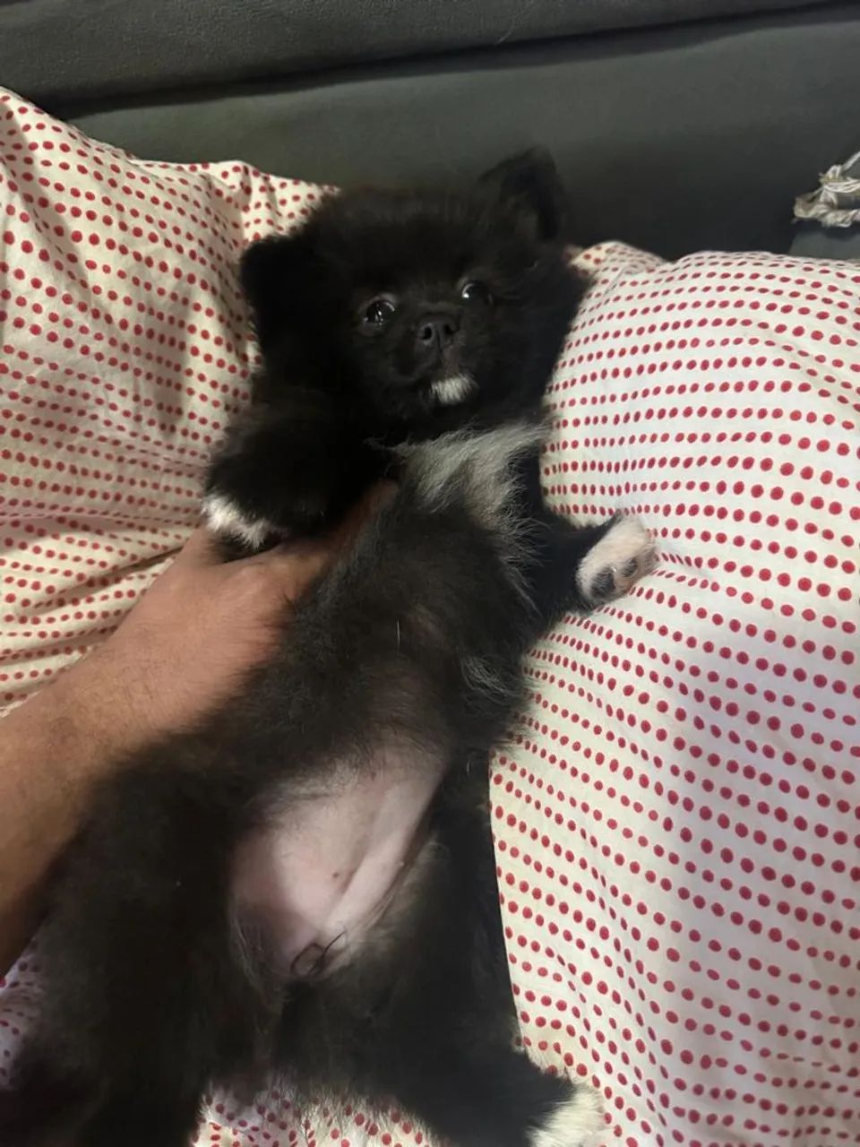 Spitz Alemão  - Foto 4