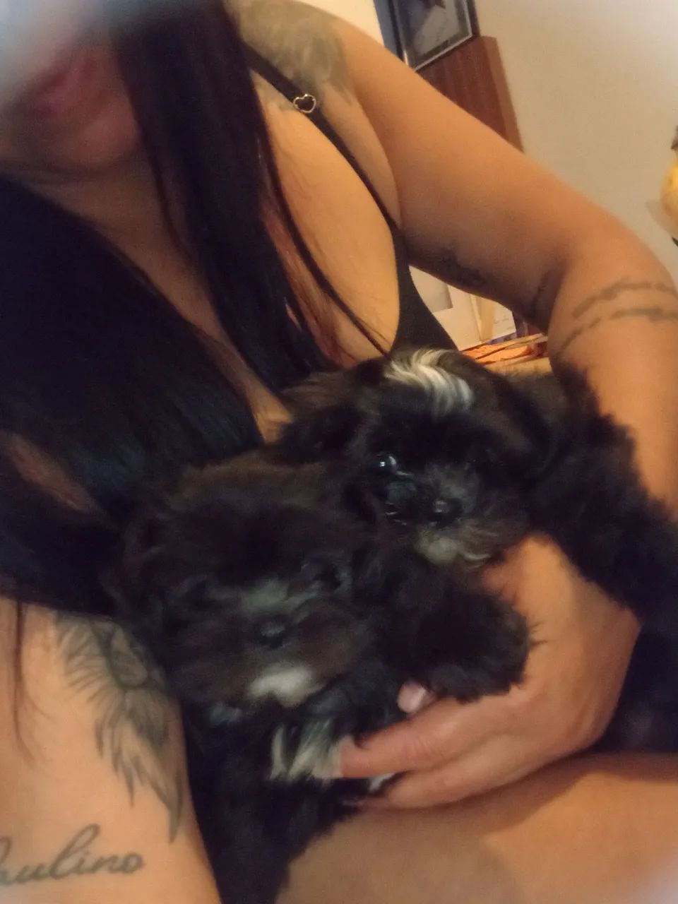 Lhasa casal  - Foto 2