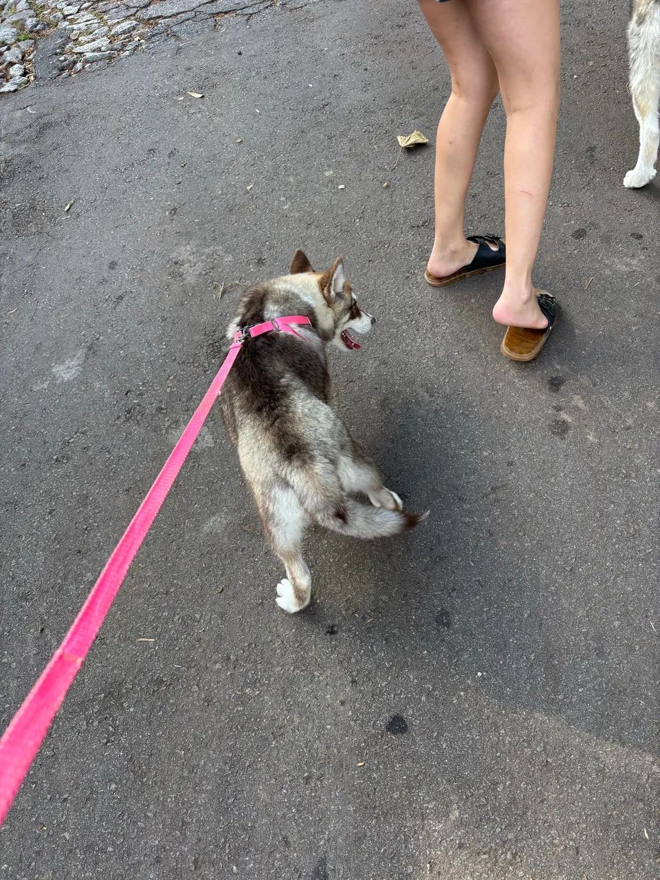 Husky  - Foto 4