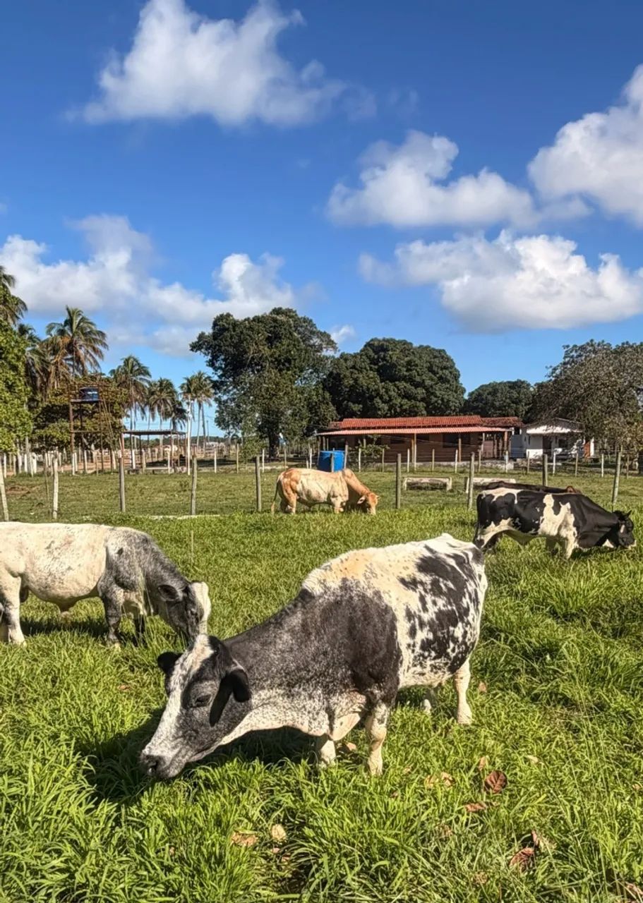 Mini vaca e mini boi dóceis!