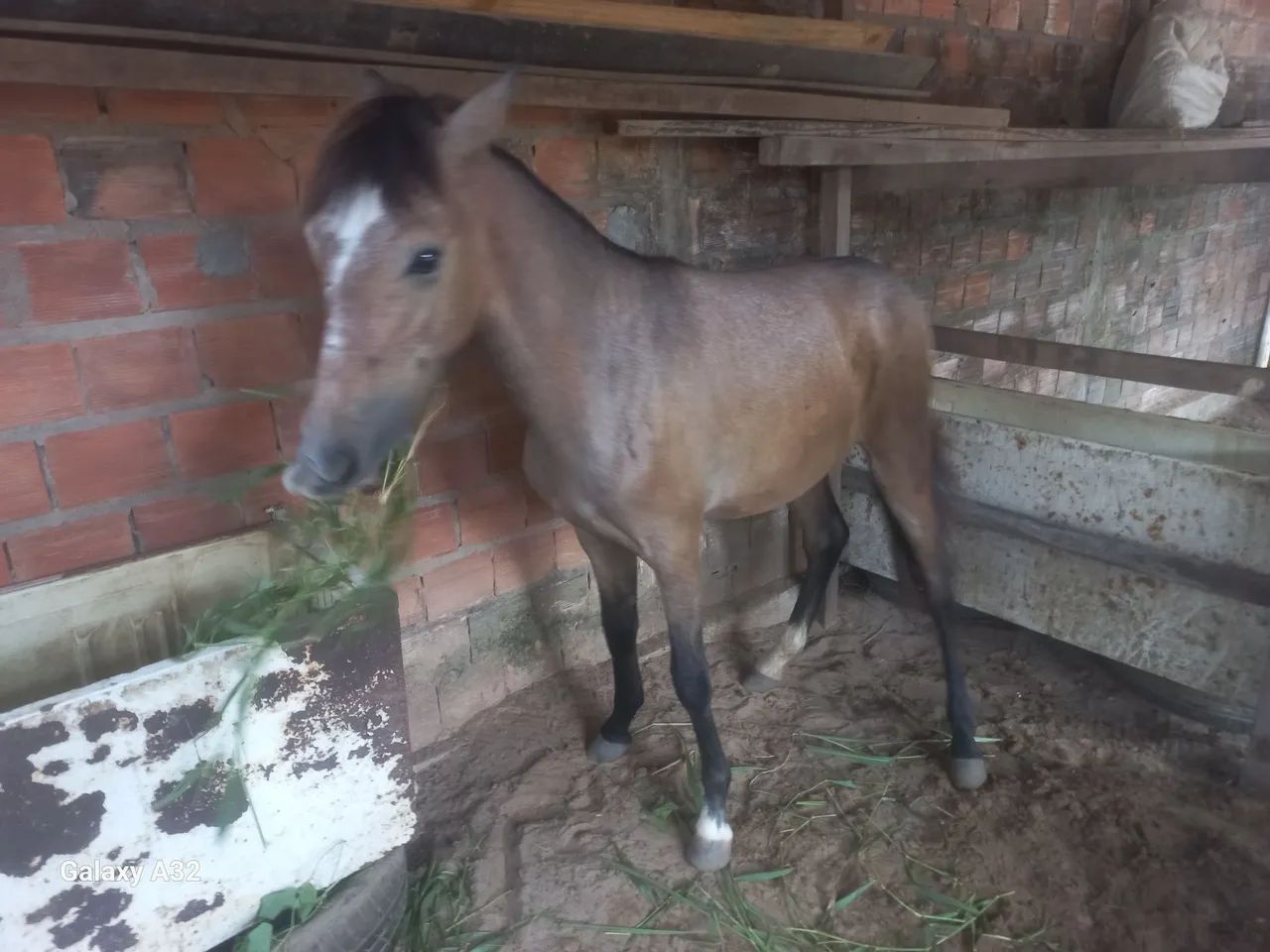 Cavalo
