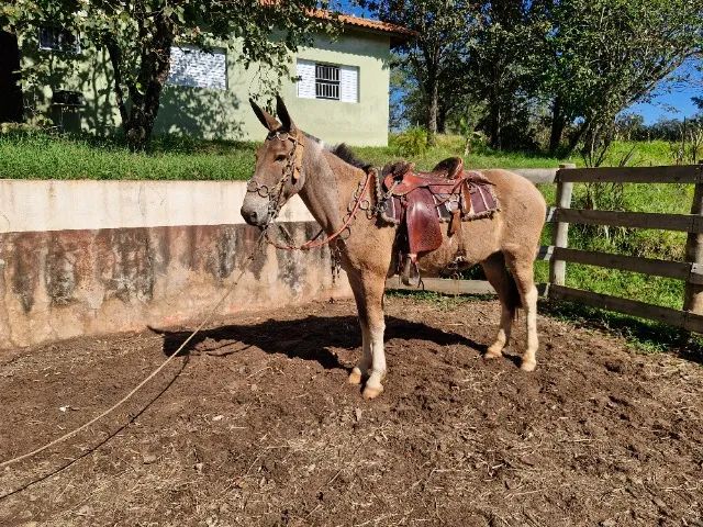 Burro  - Foto 2