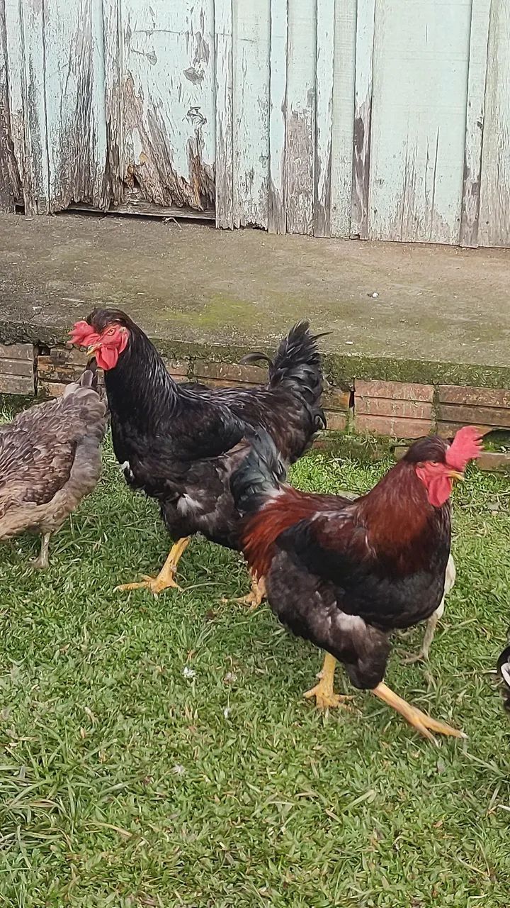 VendoGalos pintinhos e ovos GSB  - Foto 3