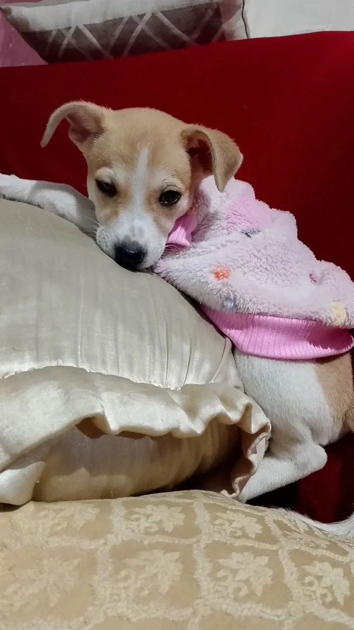 Adoção  - Foto 3