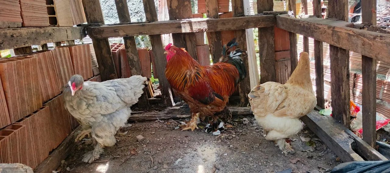 Brahma  - Foto 4