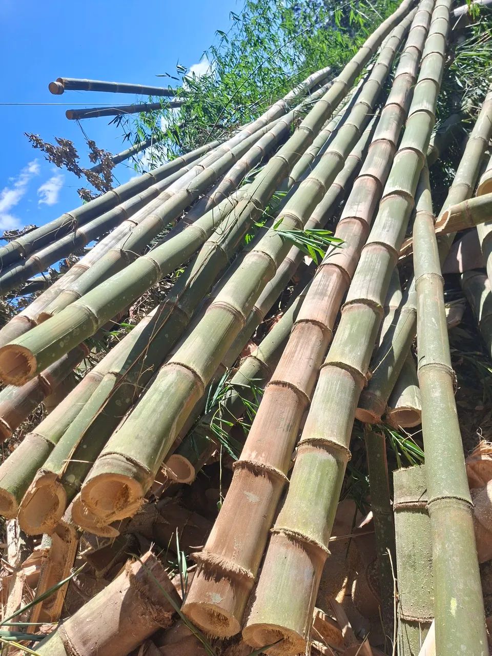 Vende se bambu 