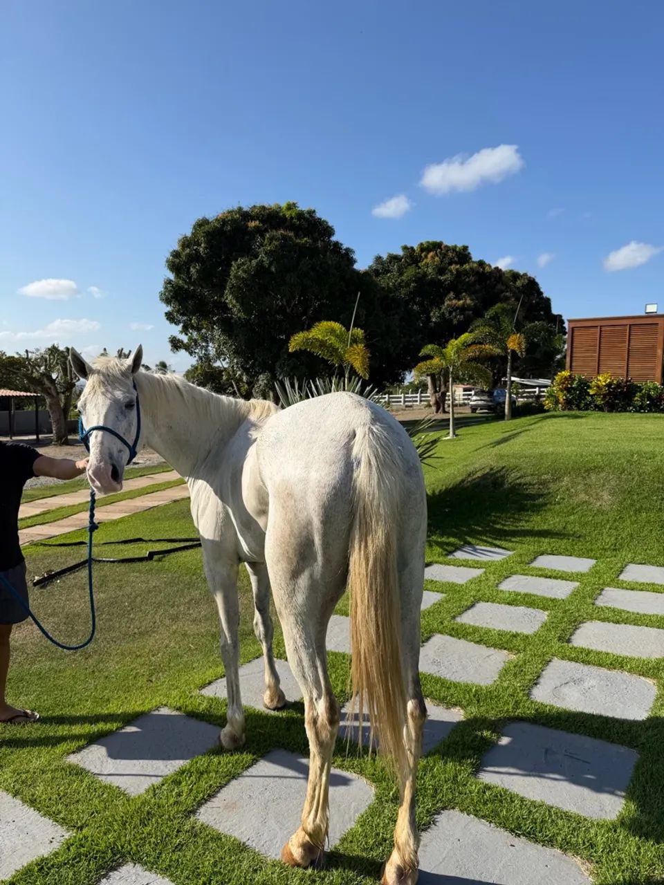 Cavalo quarto de milha  - Foto 5