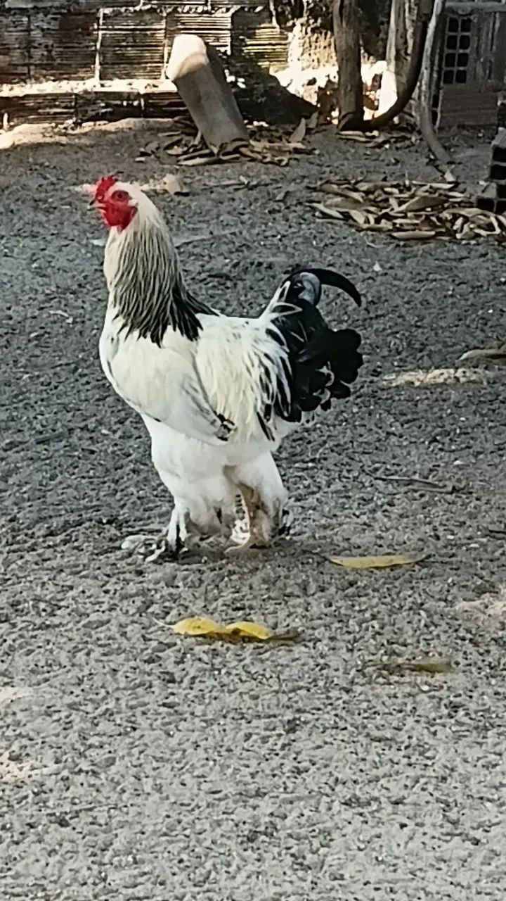 Galos brahma  - Foto 3