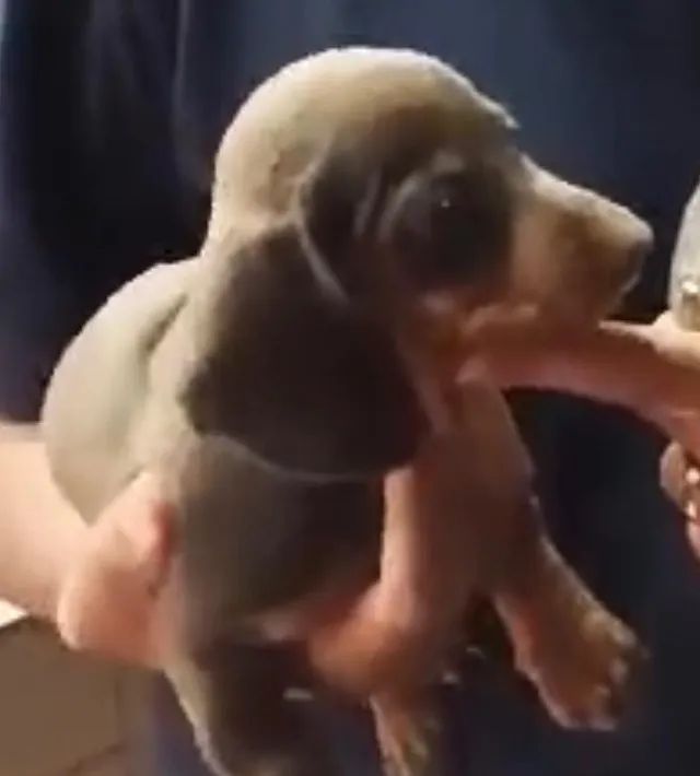 Basset teckel elegantes e muito carinhosos 