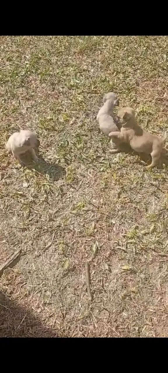 Pugs fêmea e macho - Foto 2