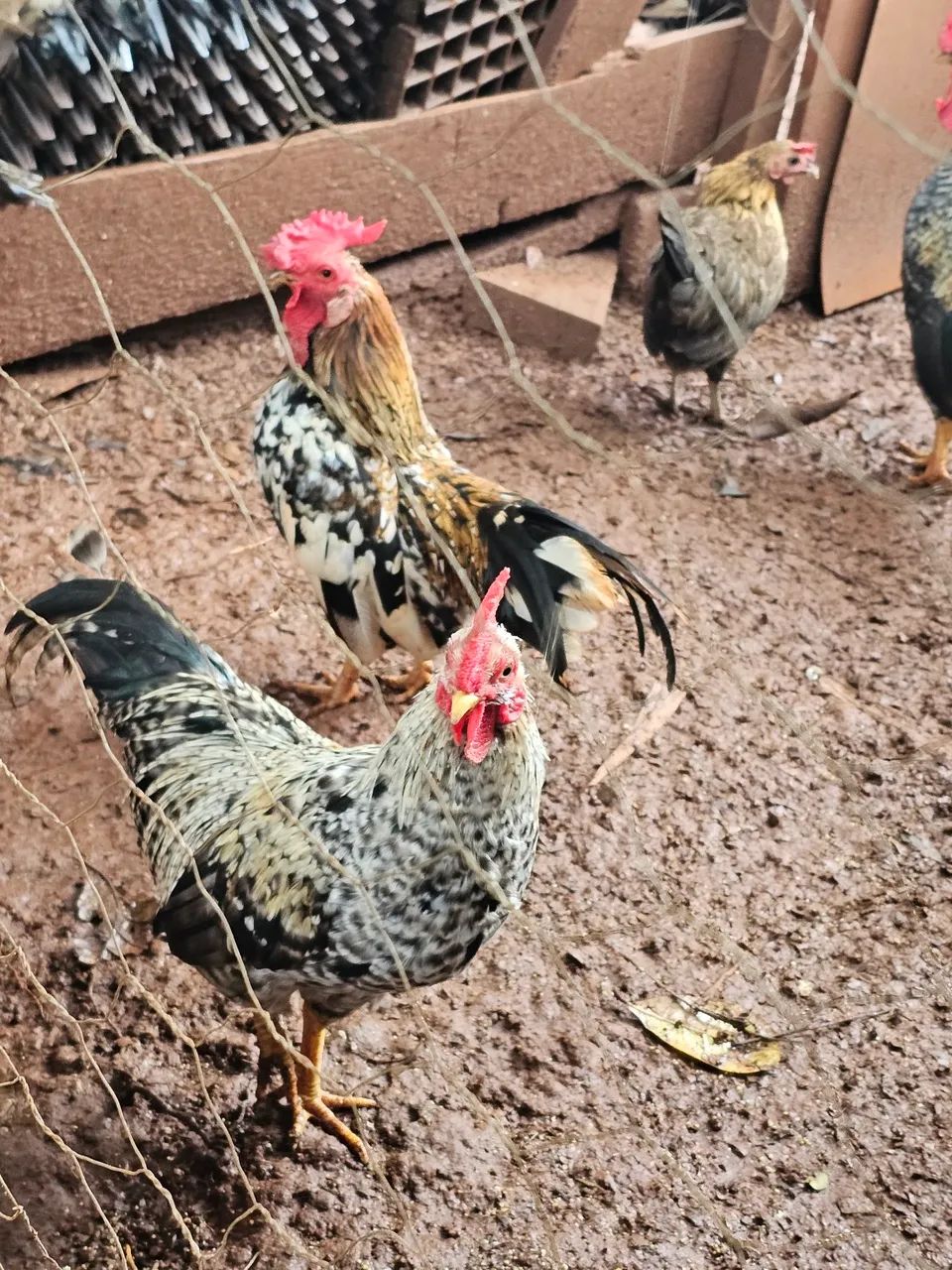 Vendo Garnizes macho - Foto 2