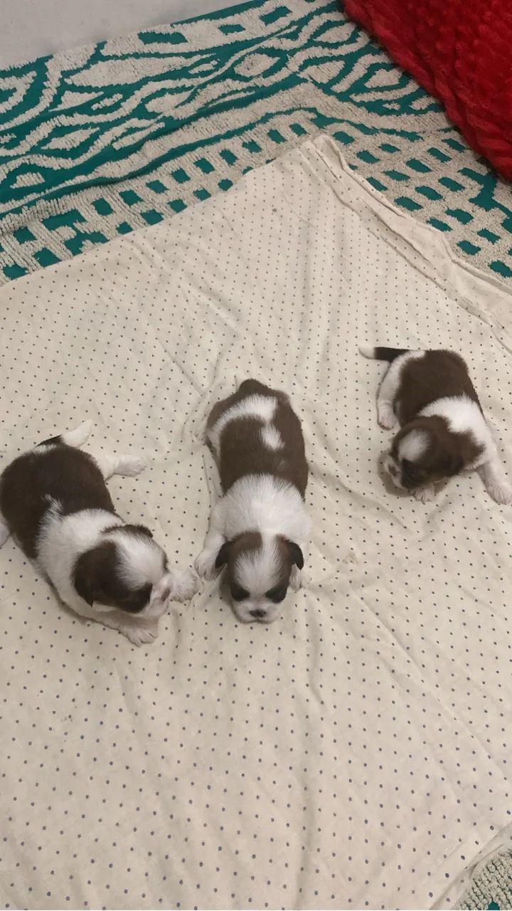 Animal - Foto 2
