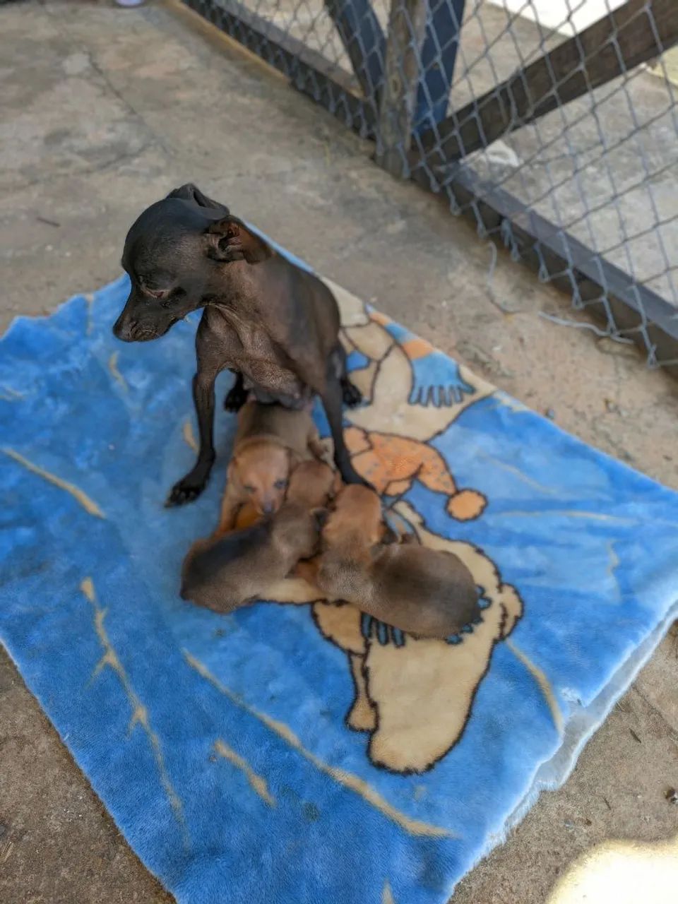 Pinscher  - Foto 4