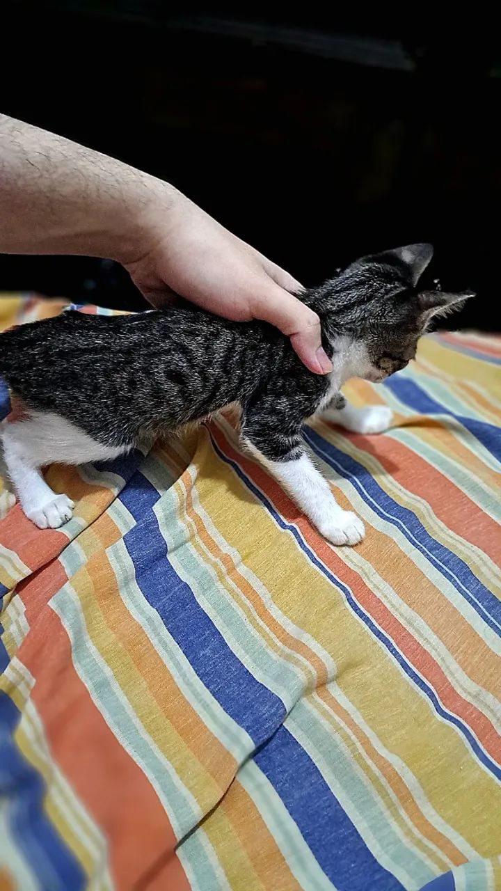 Doa-se gatinho macho de 2 meses de idade  - Foto 3