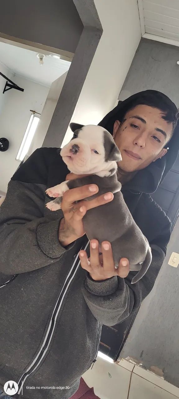 American Bully  - Foto 2