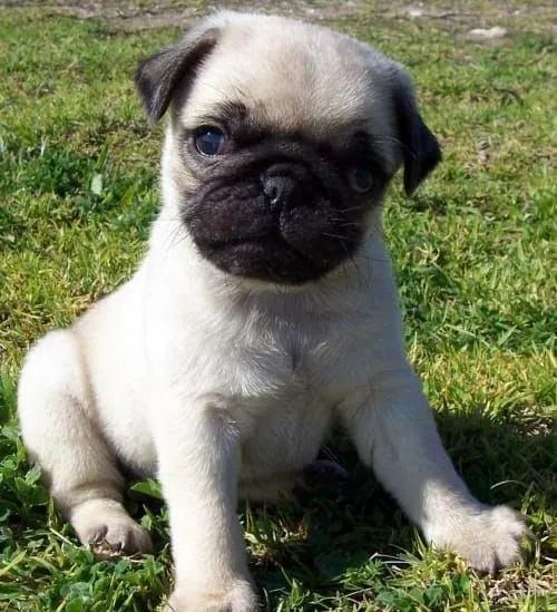 Presente para o dia das mães bebês de pug ac cartão parcelo e entrego  - Foto 6