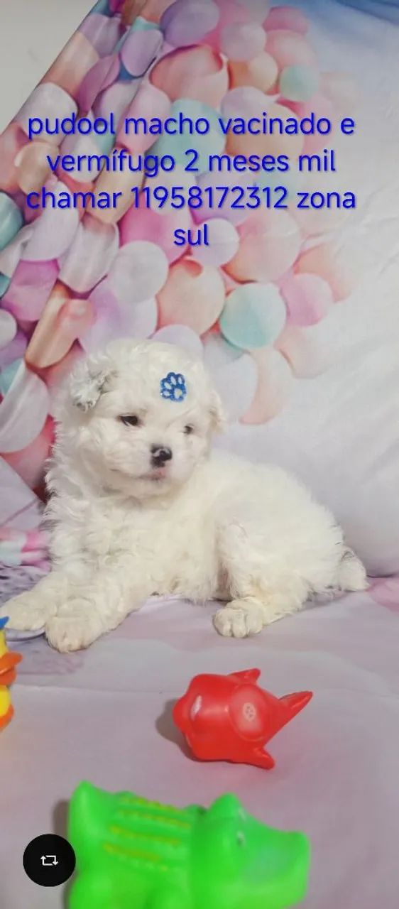 Pet