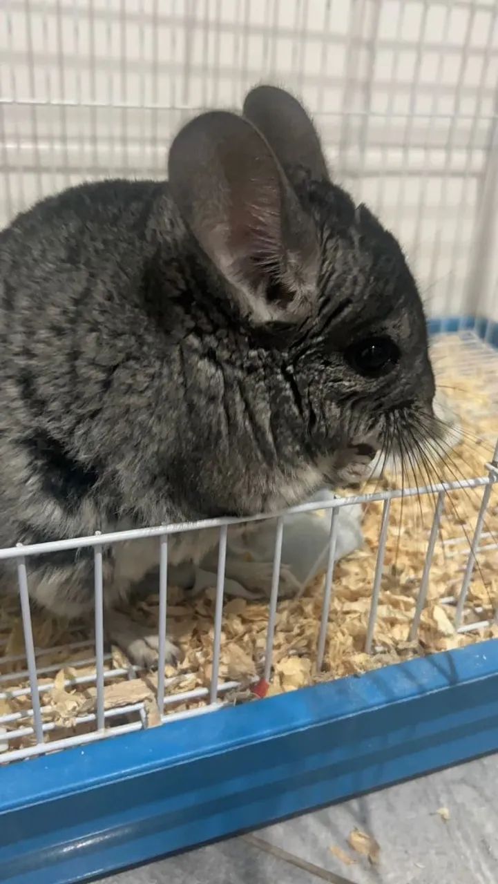 Vendo um amoroso, dócil e lindo chinchila!!! Seu nome é totoro - Foto 6