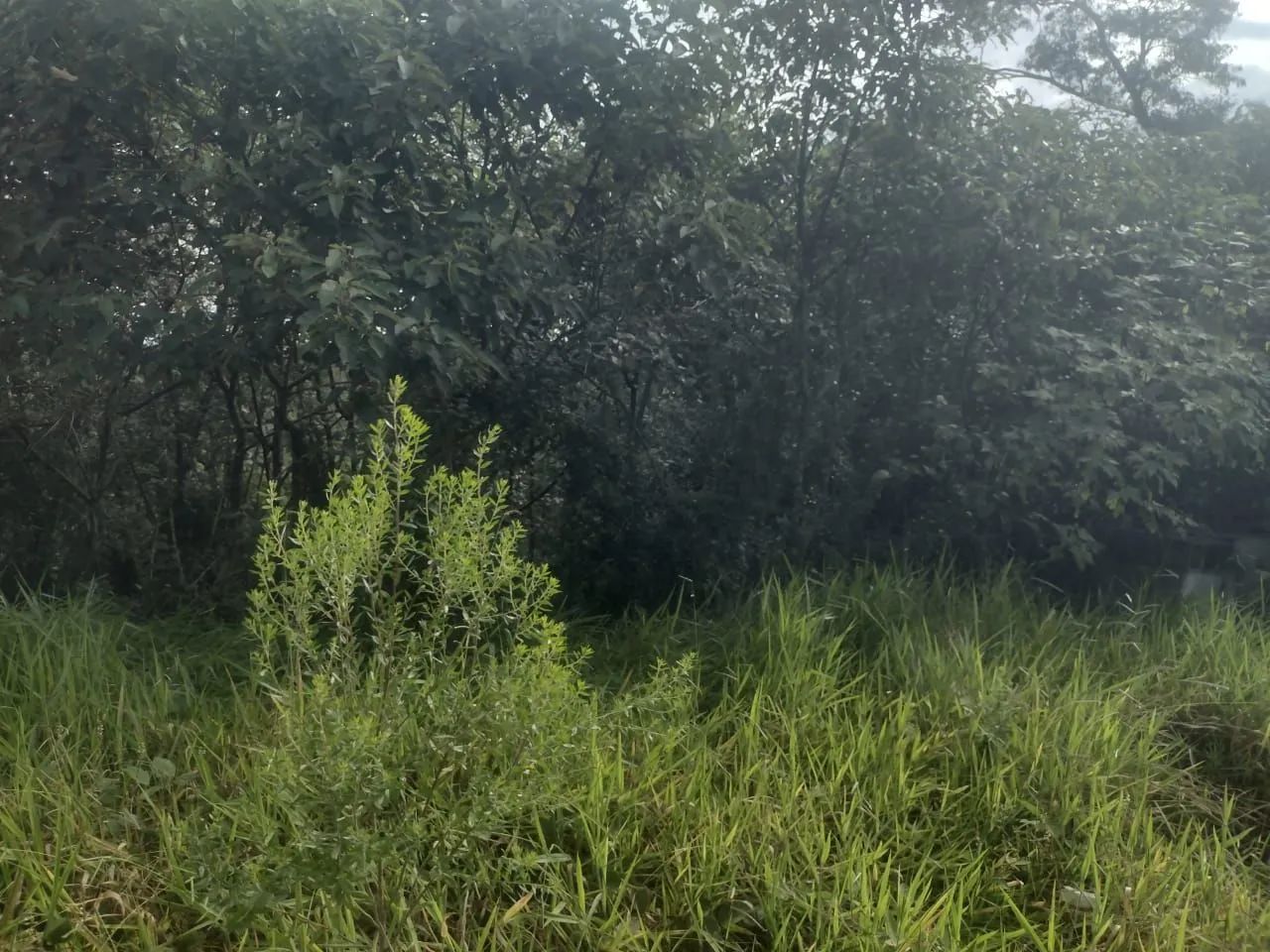 Terreno para chácara em Piedade com escritura  - Foto 4