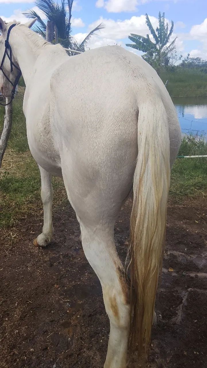 Cavalo  - Foto 2