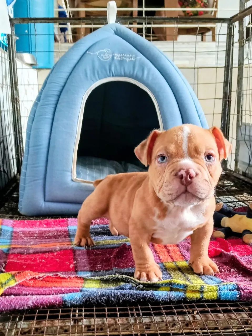 Exótic Bully American Bully filhote - Foto 4