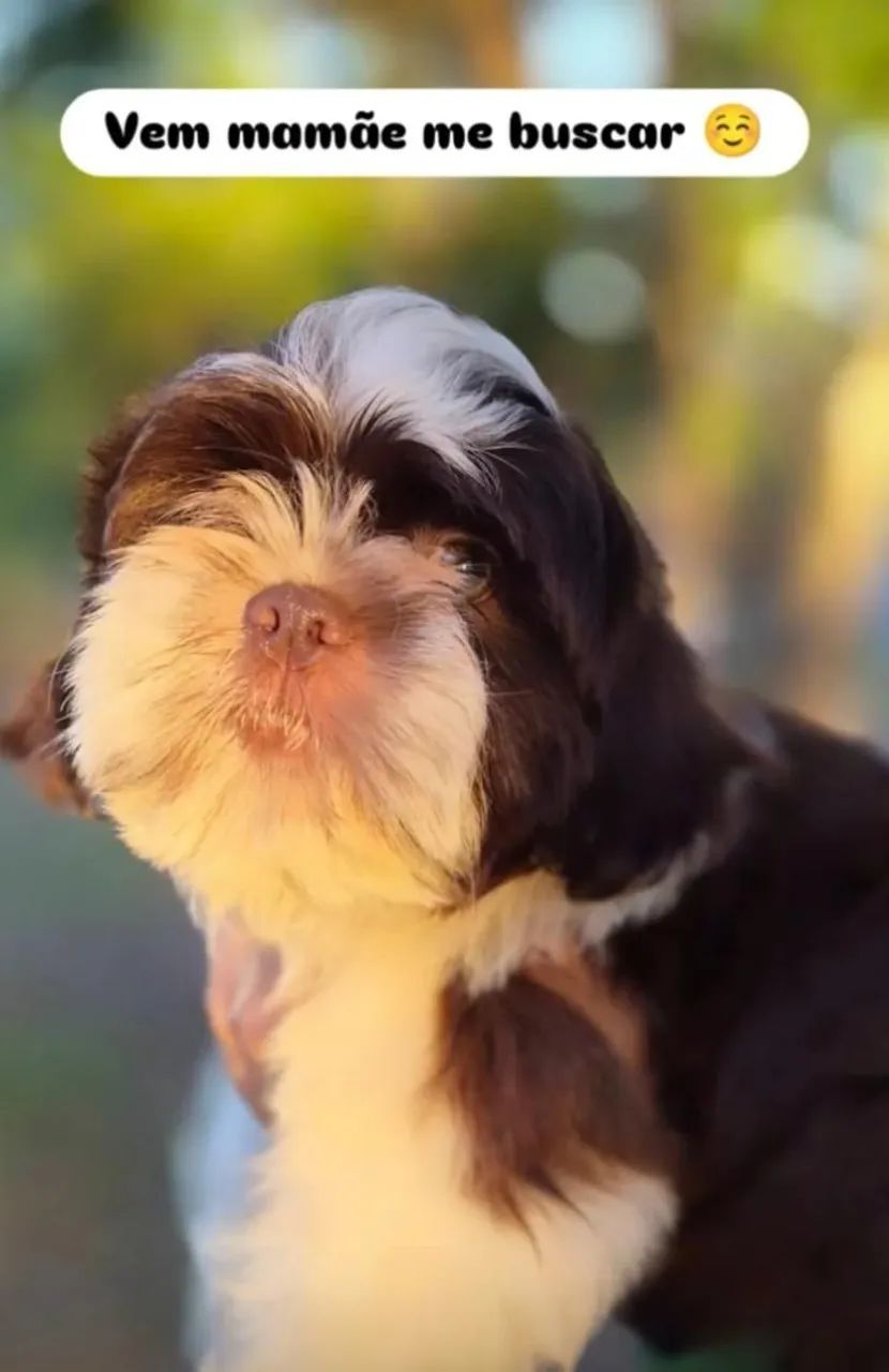 Shih-tzu  - Foto 3