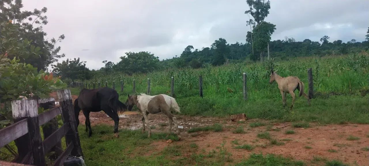 KBC-" VENDO FAZENDA 128 ALQUEIRES  RIO DENTRO  PECUÁRIA  REGIÃO MARABÁ / TRANSAMAZÔNICA - Foto 8