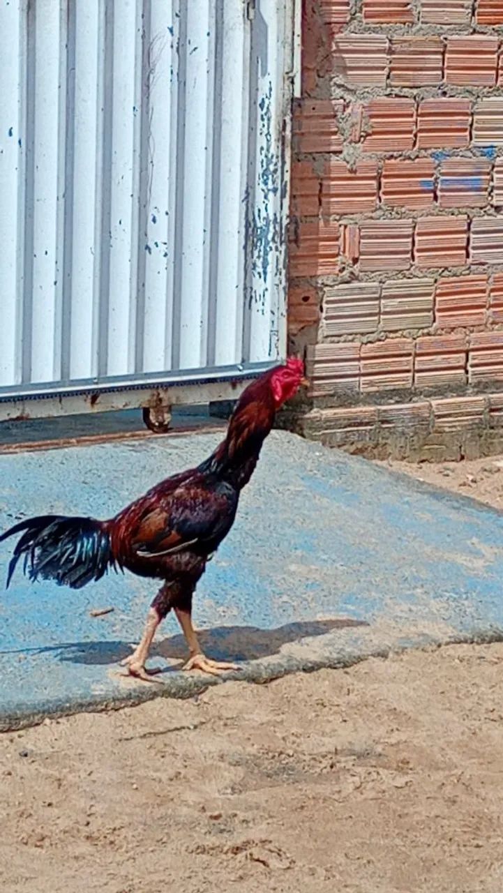 Vende se galo  - Foto 2