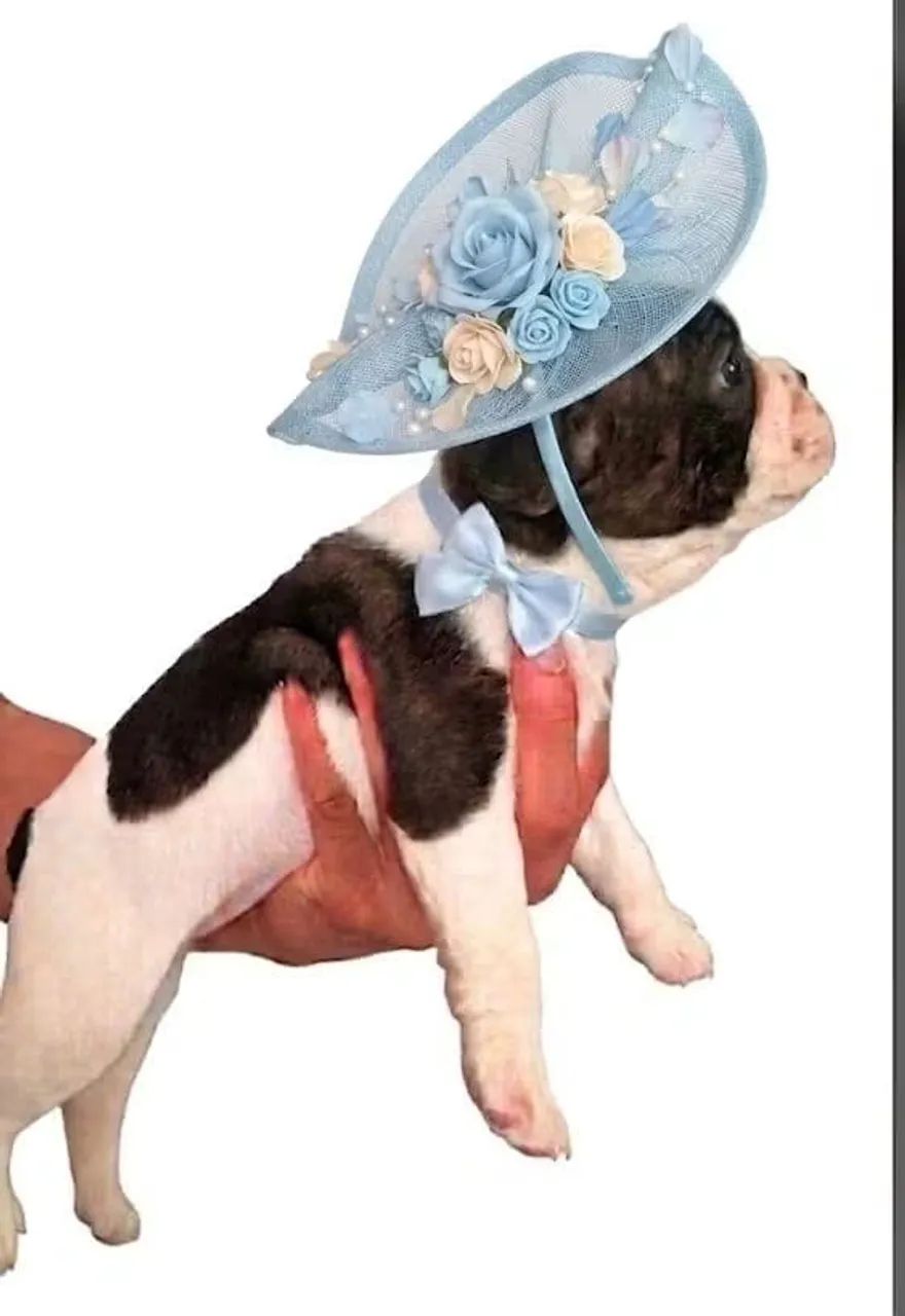 Buldog Femea