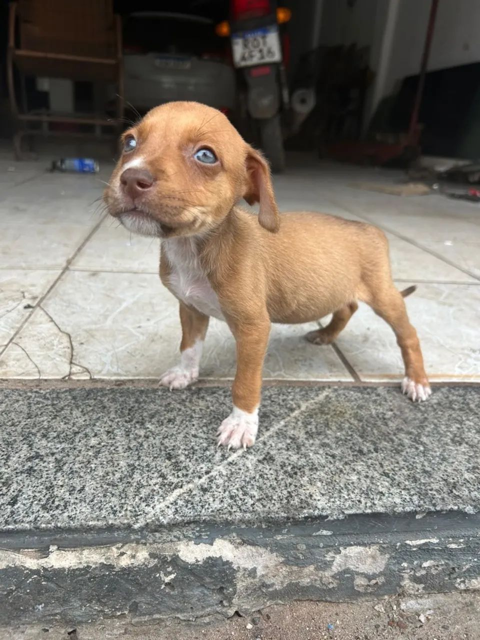 Filhotes de Pitbull - Foto 3