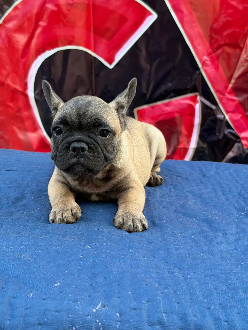 Buldogue Francês Micro Exótico  - Foto 4