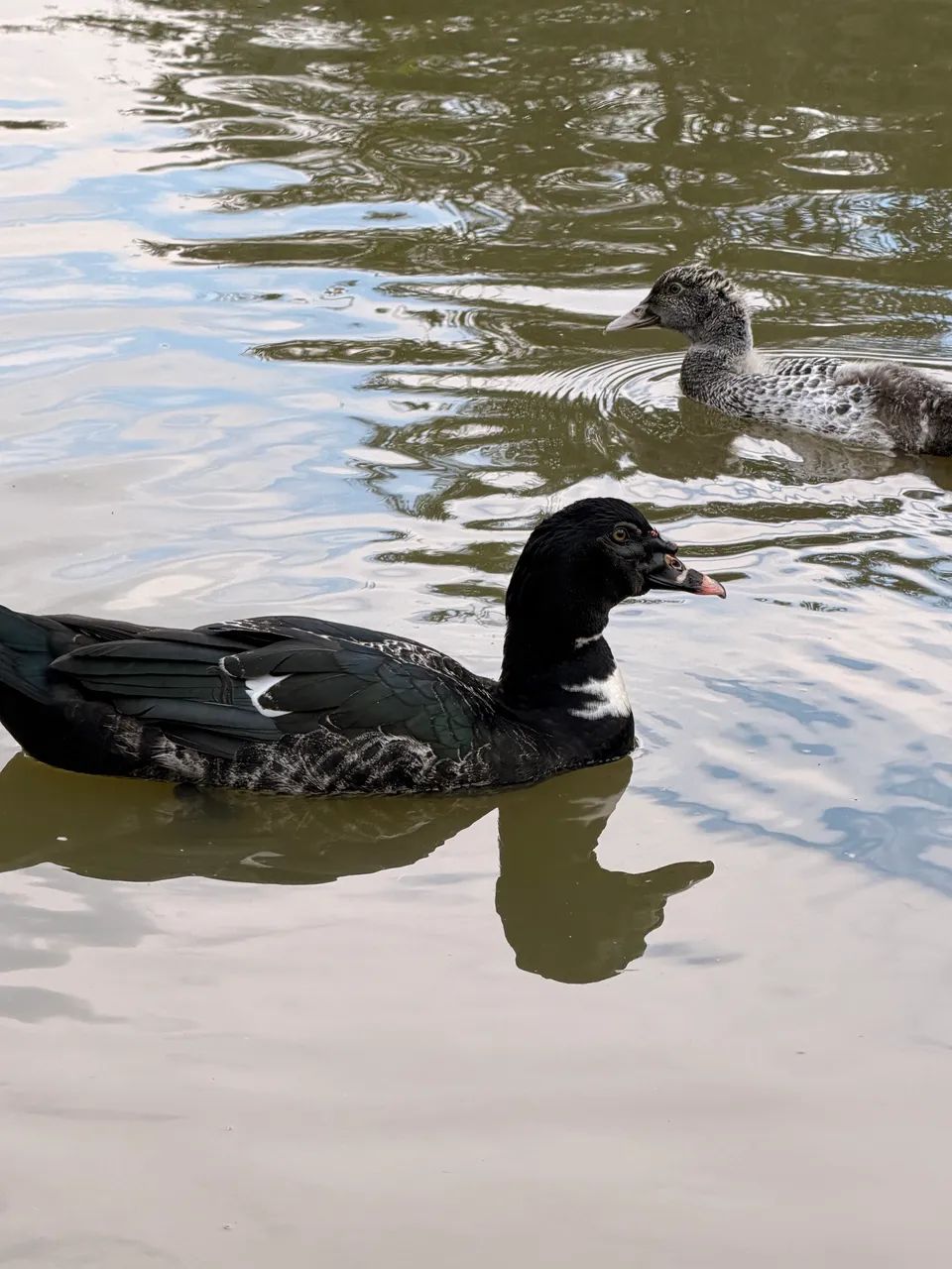 Patos Fêmea e Macho 