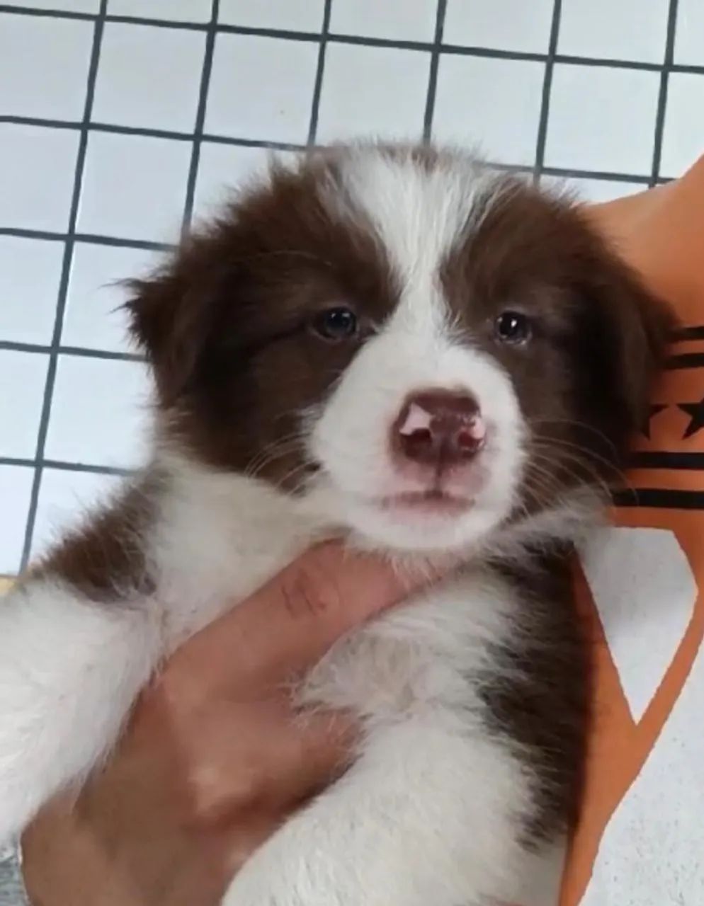 Border collie excelente linhagem 