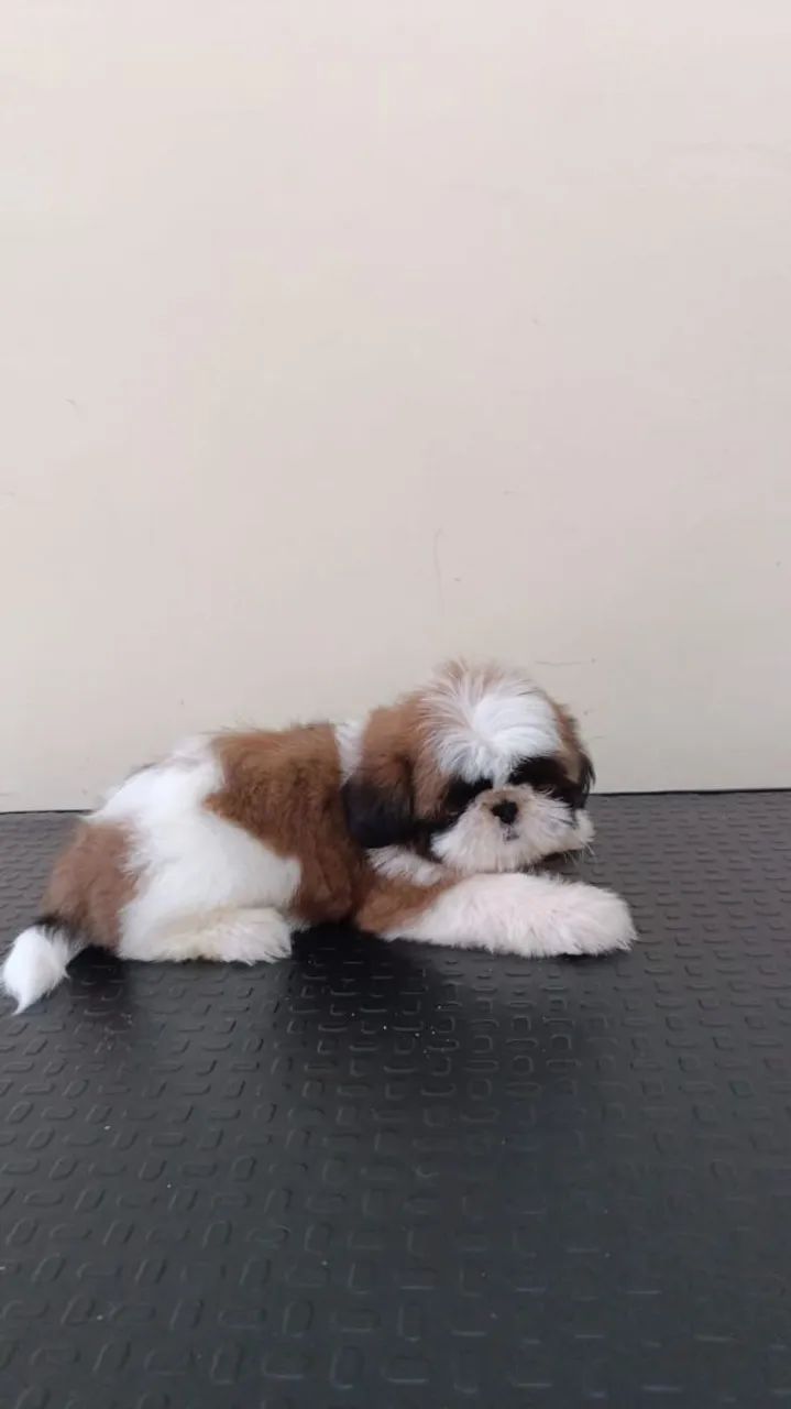 Shih Tzu disponível  - Foto 2