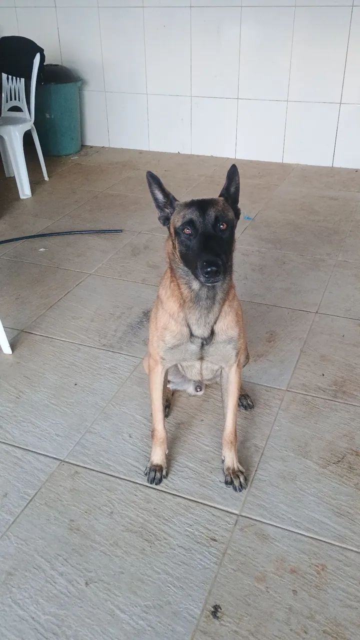 Malinois 