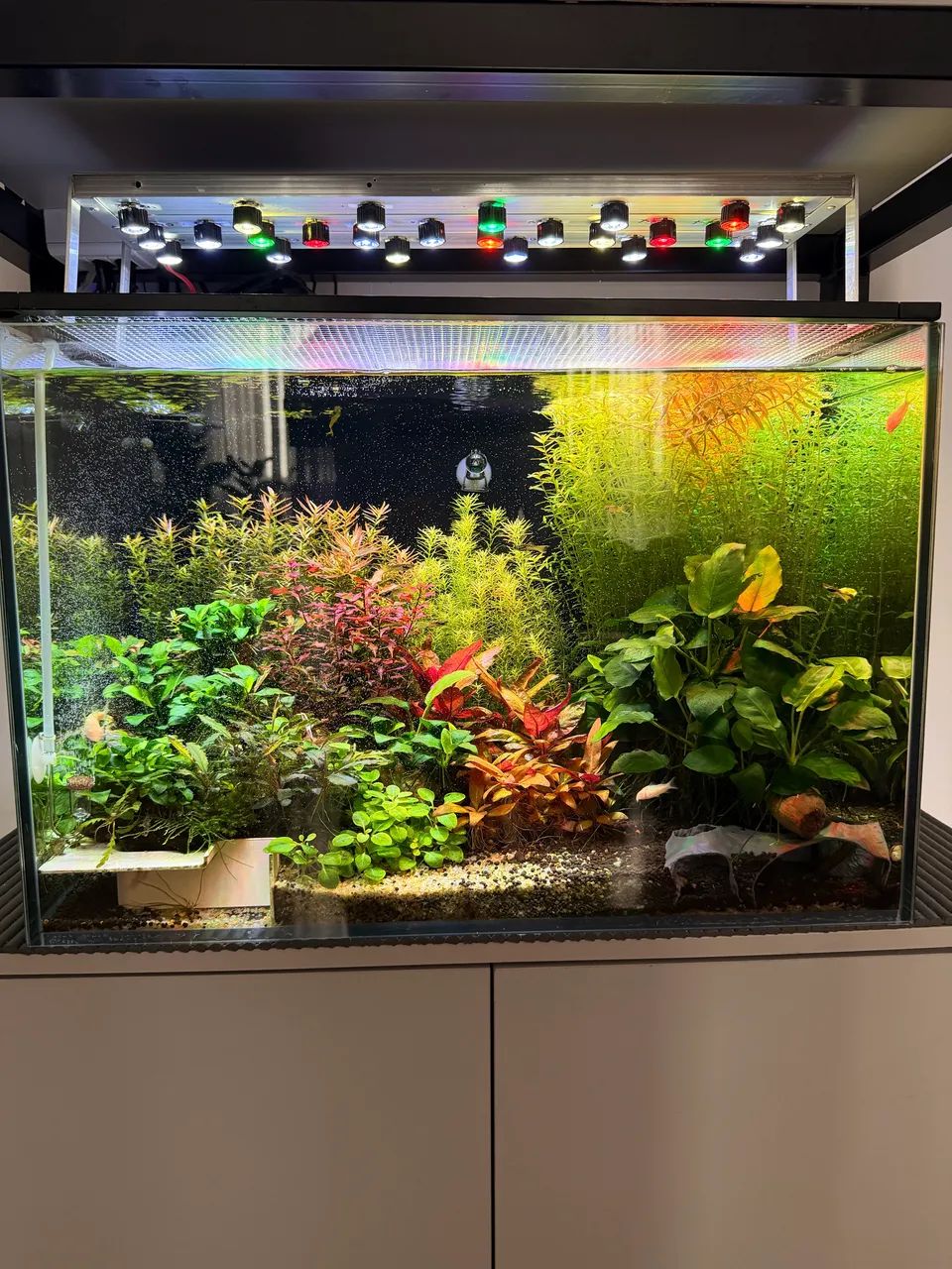 Oportunidade Aquario Plantado Completo
