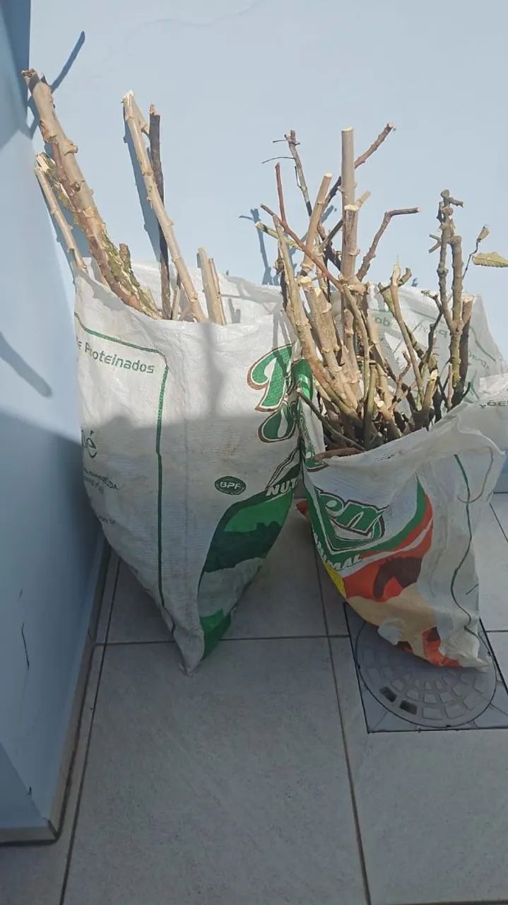 Poleiro Natural para aves 