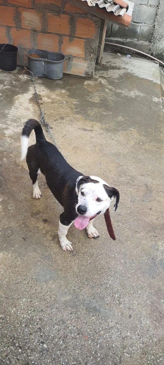 Cachorro para doação  - Foto 2