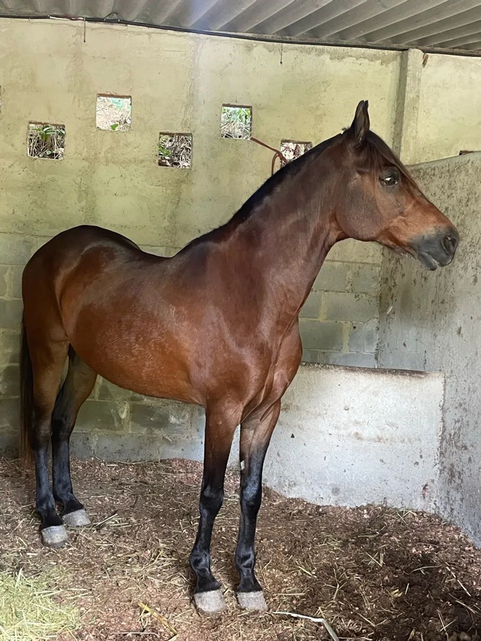 Cavalo Picada  - Foto 4