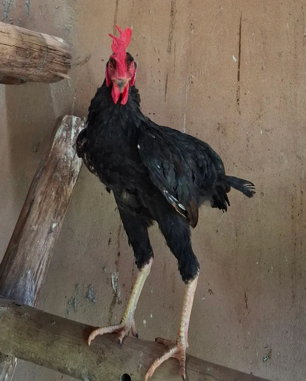 Frango Suro  - Foto 2