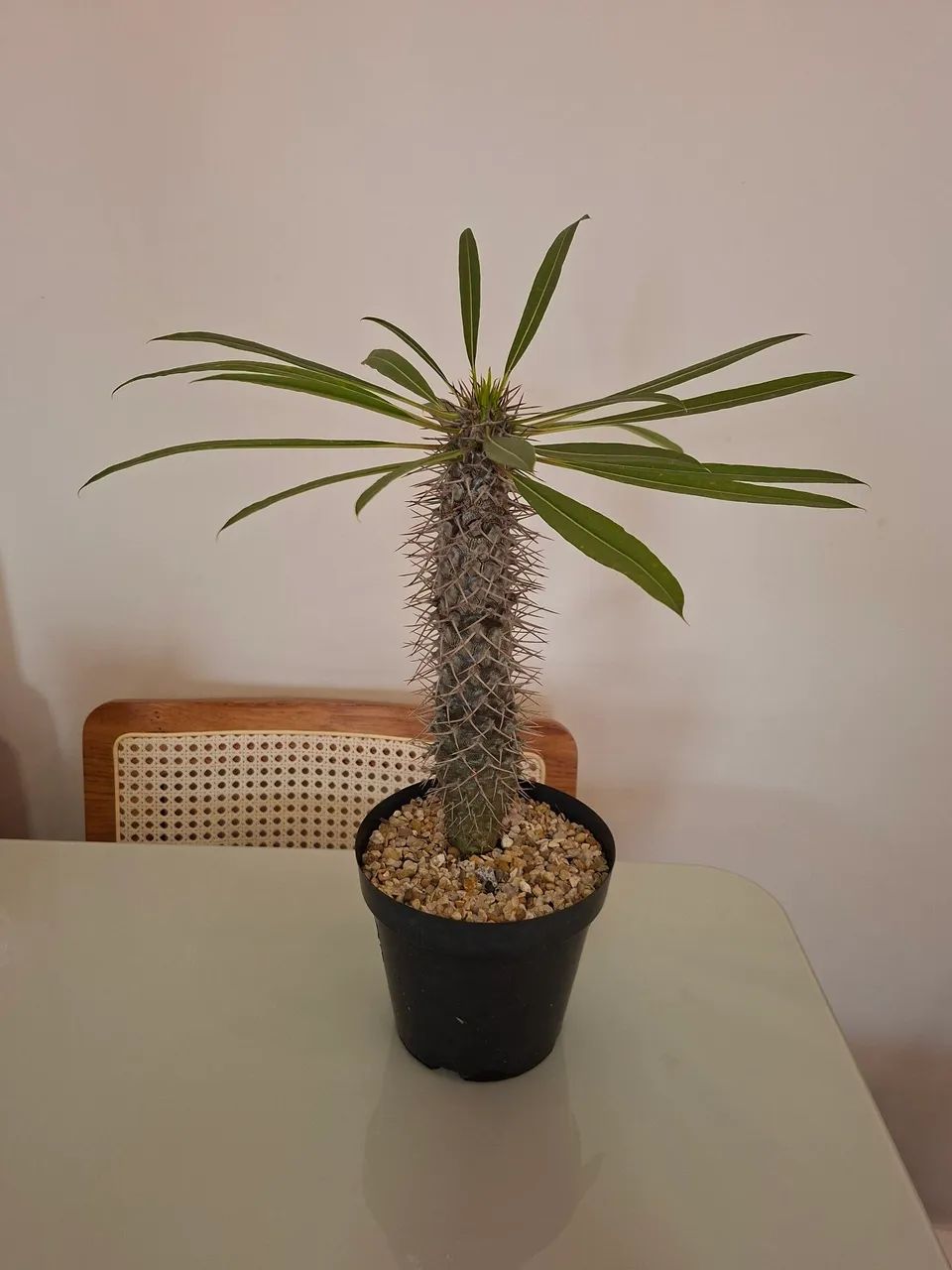 Palmeira lameri (palmeira de madagascar) 30cm