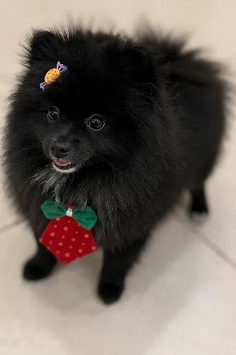 Spitz Alemão 